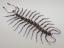 Beaded Centipede #204
